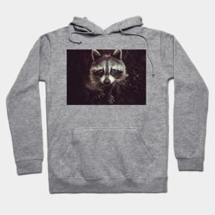 Reclusive Raccoon Photograph Hoodie